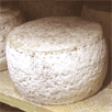 pecorino biologico, ciclo del latte